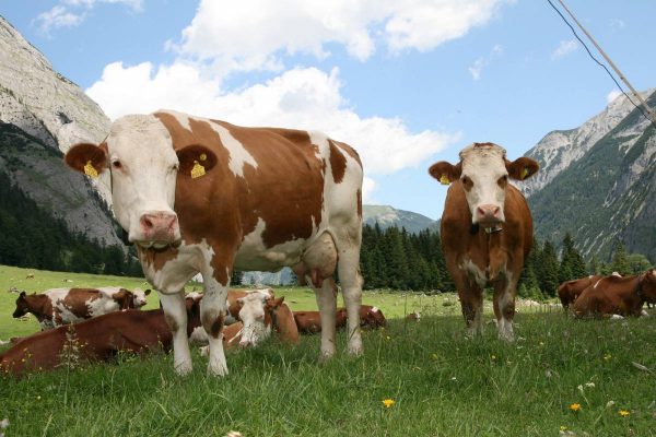 Damızlık EKİN FARM Avusturya'dan Simmental Damızlık Düve Temini